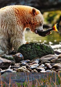 Search for the ghost bear