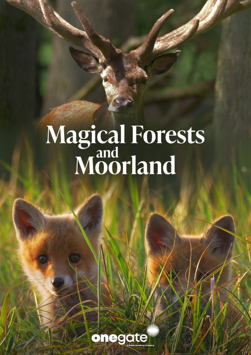 Magical Forests and Moorland 