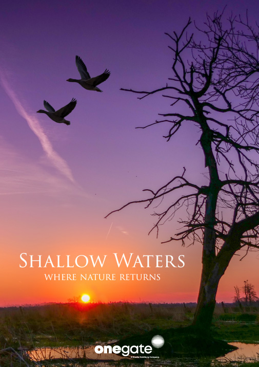 Shallow waters - where nature returns
