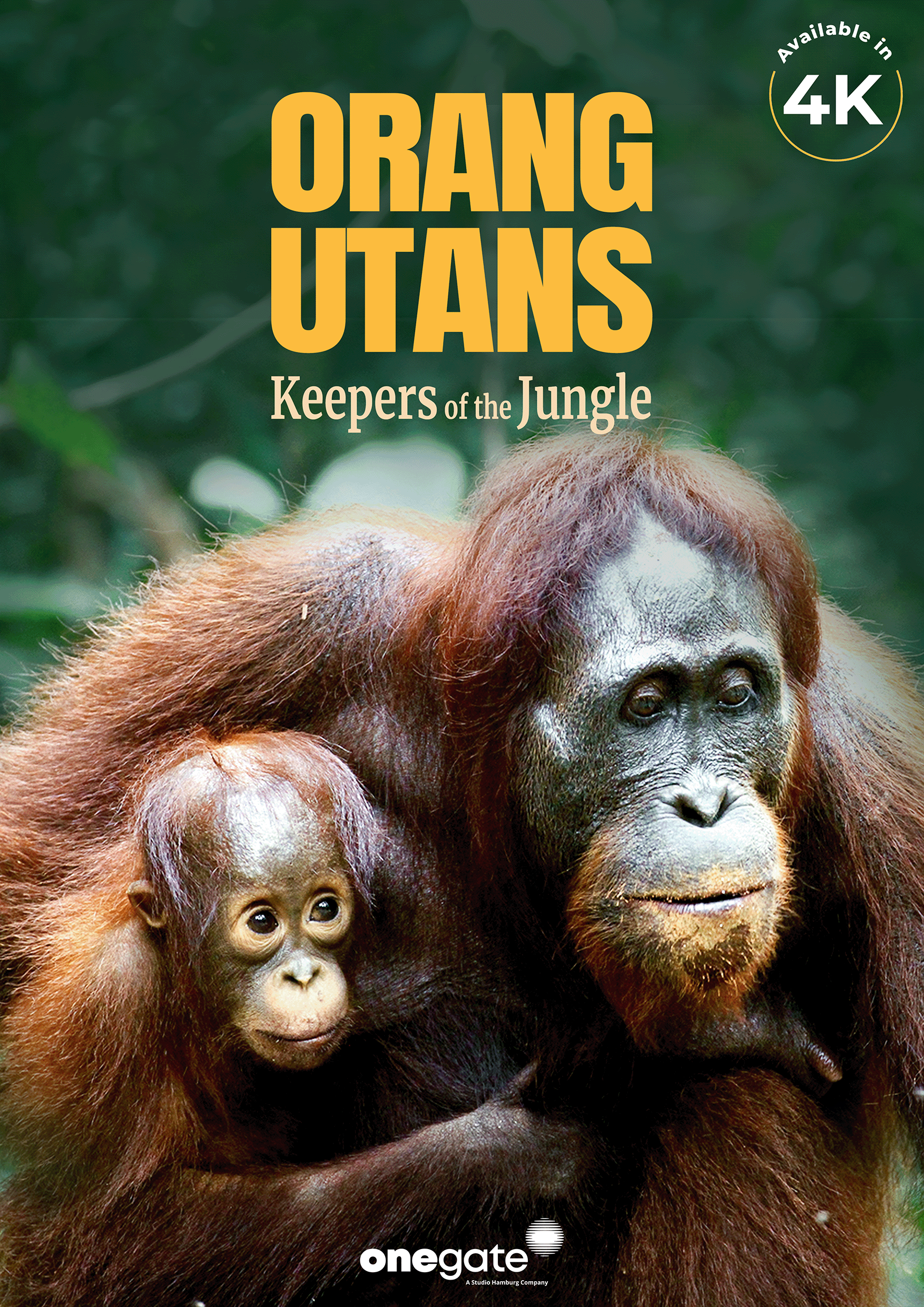 Orangutans – Keepers of the Jungle